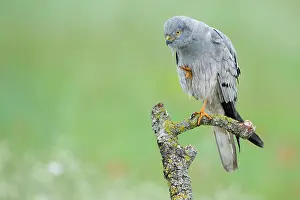 Montagu: Montagu's Harrier - Male