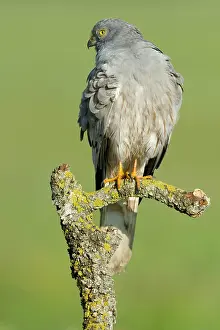 Montagu: Montagu's Harrier - Male