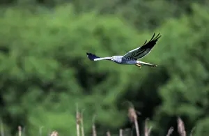 Montagu: Montagu's HARRIER - male in flight