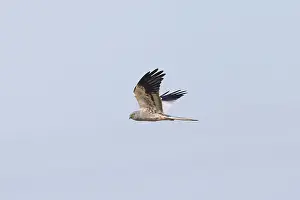 Harrier: Montagu's Harrier male flight