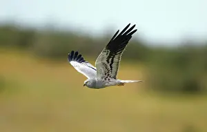 Harriers: Montagu's Harrier - male in flight Castro Verde