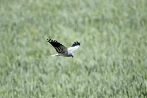 Montagu: Montagu's Harrier - male in flight hunting over corn field