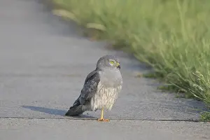 Harrier: Montagu's Harrier - male - Germany