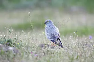 Montagu: Montagu's Harrier - male resting on stone
