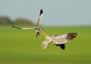 Harriers: Montagu's Harrier - two males fighting in the air