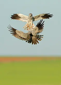 Harriers: Montagu's Harrier - two males fighting in the air