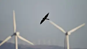 Harriers: Montagu's Harrier - melanistic - hunting for food