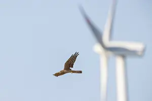 Dangerous: Montagu's Harrier windpower