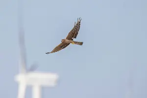 Dangerous: Montagu's Harrier windpower