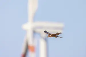 Dangerous: Montagu's Harrier windpower