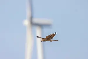 Dangerous: Montagu's Harrier windpower