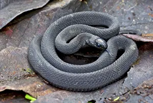 Dasypeltis: Montane Egg-eater