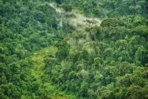 Rwanda: Montane Forest