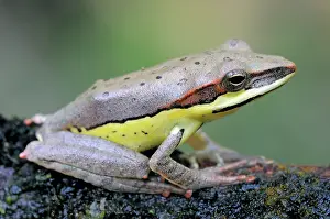 Eques: Montane hour-glass tree frog