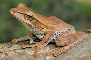 Eques: Montane hour-glass tree frog
