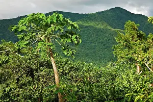 Guadeloupe: Montane rainforest, Mahaut, Arrondissement of Basse-Terre