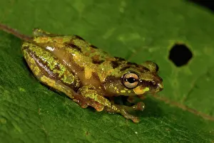 Hyperolius: Montane Reed Frog - adult male