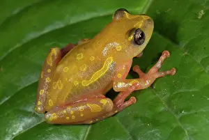 Hyperolius: Montane Reed Frog - adult male