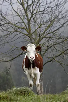 Montbeliardes: A Montbeliard calf with a nose ring in the Jura France