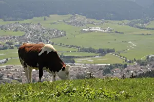 Vale: Montbeliard cow in the hills of Val Morteau Doubs France