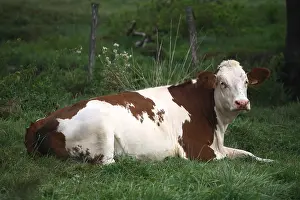 Montbeliardes: Montbeliard cow lying in the grass France