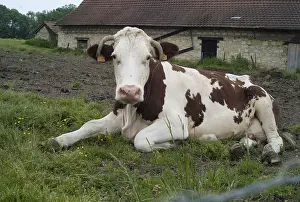 Montbeliardes: Montbeliard cow lying Jura