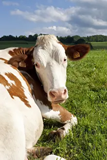 Montbeliardes: Montbeliard cow lying in the meadow France