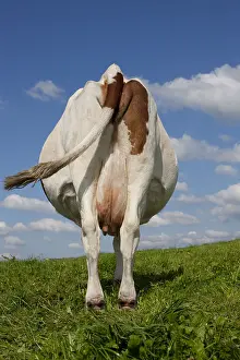 Backs: Montbeliard cow in the meadow Jura France
