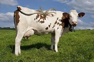 Bells: Montbeliard cow in the meadow reducing its tail on its side
