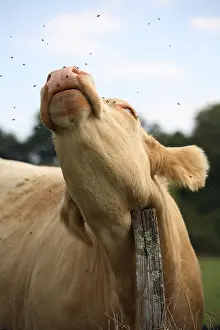 Itched: Montbeliard cow scratching on a fence France