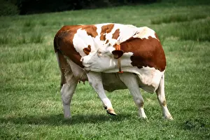 Itched: Montbeliard cow scratching in the meadow France