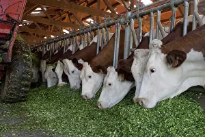 Lanes: Montbeliard cows eating grass to feed barrier France