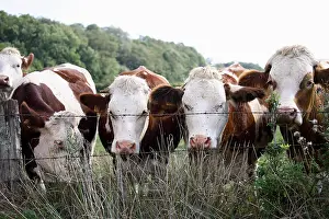 Piles: Montbeliard cows behind fence France