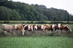 Montbeliardes: Montbeliard cows behind fence France
