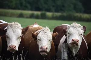 Piles: Montbeliard cows behind fence France