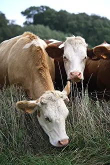 Montbeliardes: Montbeliard cows grazing over a fence France