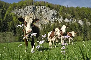 Comt: Montbeliard cows in the Haut Doubs Franche-Comte France