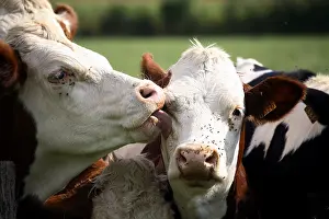 Licked: Montbeliard cows licking France