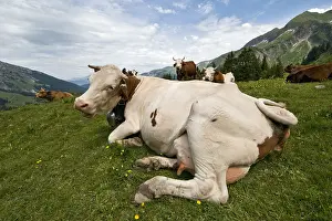 Montbeliardes: Montbeliard cows to the pasture in the Massif des Aravis