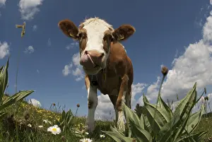 Doubs: Montbeliarde cow licking is nose Jura France