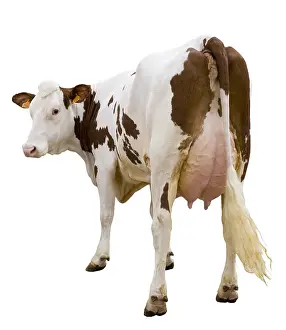 Montbeliardes: Montbeliarde cow in the studio