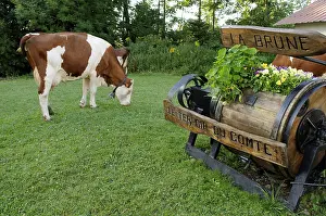 Doubs: Montbeliarde cows out of the barn one morning Summer