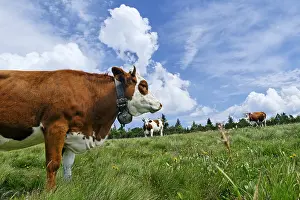 Stubble: Montbeliarde cows on the grass stubble Faing