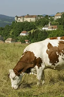 Doubs: Montbeliarde cows to pasture before the Belvoir Castle