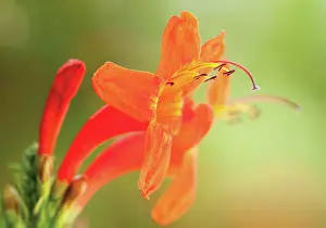 Montbretia: Montbretia