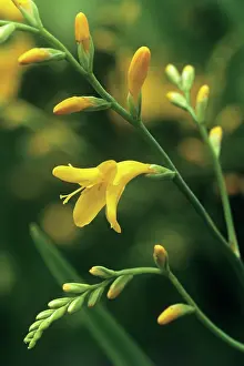 Montbretia: Montbretia