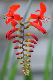 Funnel: Montbretia, Crocosmia Lucifer, Branched spike
