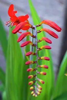 Opening: Montbretia, Crocosmia Lucifer, Branched spike