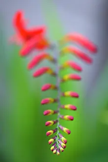 Opening: Montbretia, Crocosmia Lucifer, Branched spike