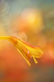 Montbretia: Montbretia Flower - Norfolk UK